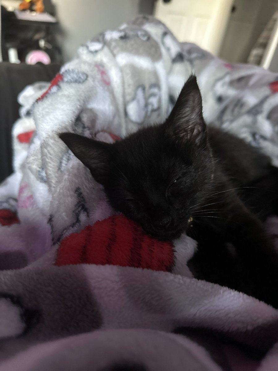 Ann ain’t got nothing on my new cat moon #idv