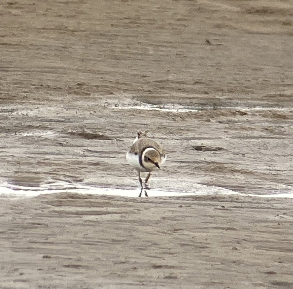 Sean O'Hara tweet media