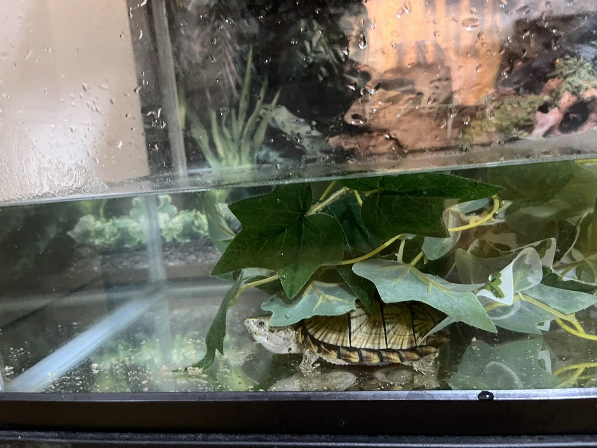 カブトニオイのヤングとミシニのアダルト