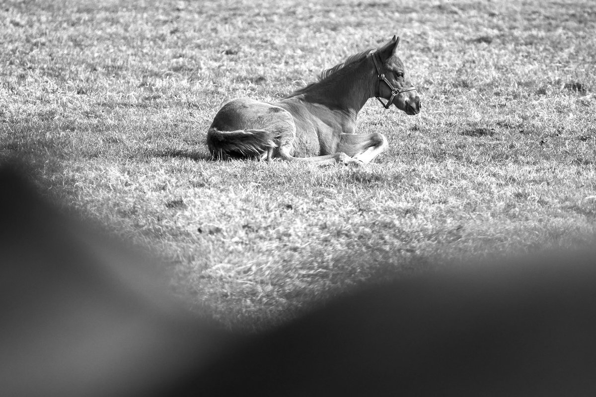 NatStudStallion's tweet photo. Monochrome moments 🖤 

#thoroughbredboarding #foalingseason24 #NSservices https://t.co/8BthyxNxIH