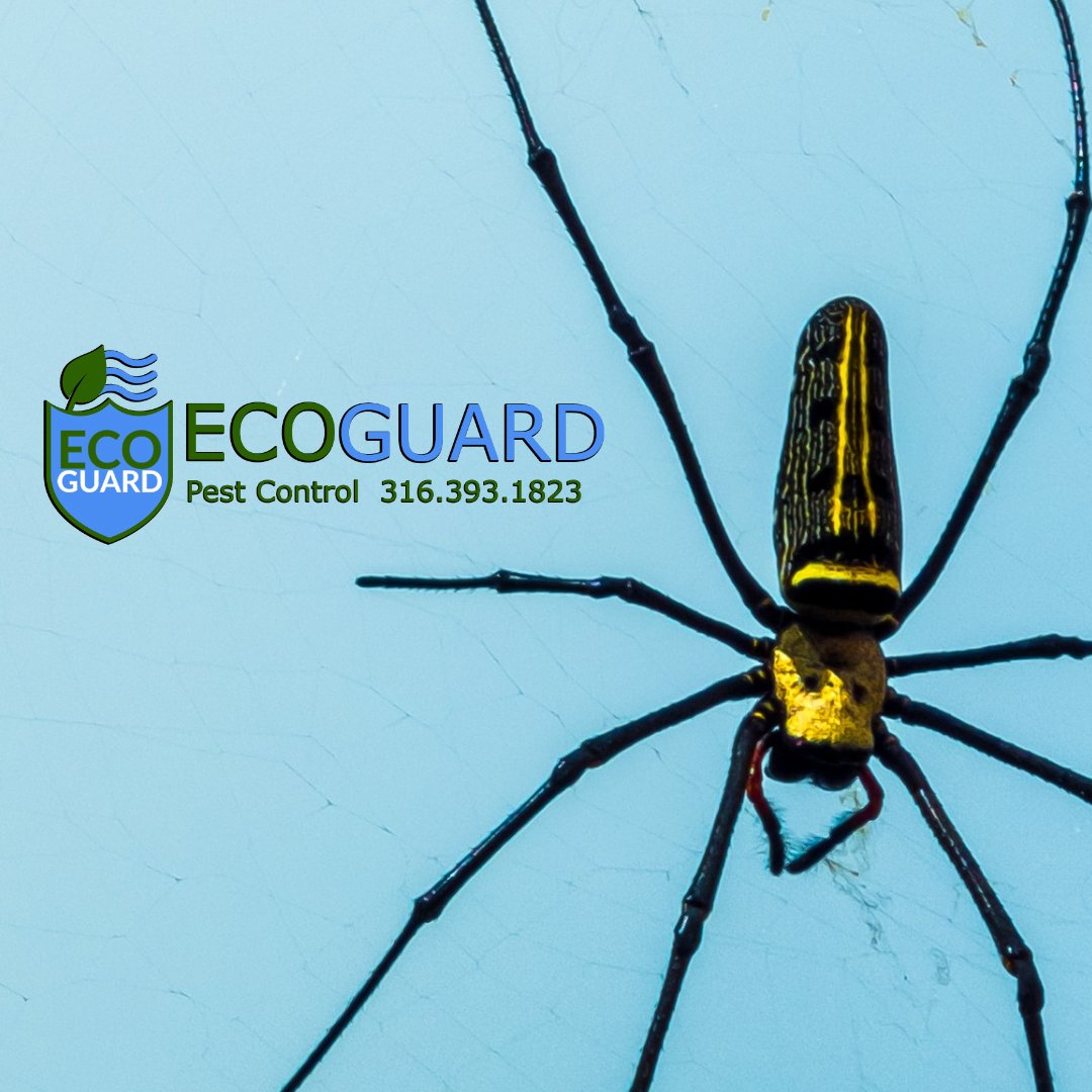 ecoguardkansas's tweet image. Since 2016, EcoGuard Pest Control has put its clients’ needs first. Integrity in our client relationships and the services provided to the client is the highest priority of our company. 
#EcoGuardPestControl #PestPrevention #ICTBusiness