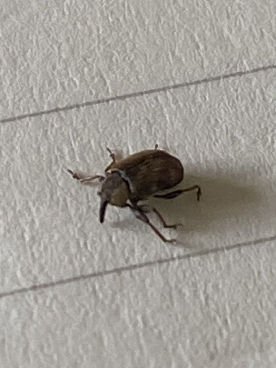 Kevin Walker (@bsbiscience) on Twitter photo Found a strange gall on Pink Water-speedwell Veronica catenata at Farnham Gravel Pit, North Yorkshire this weekend. Turns out they are formed by the small weevil Gymnetron villosulum. Here’s one that emerged from a specimen I collected. Of any interest <a href="/MarkGurn/">Mark Gurney</a>? Found a strange gall on Pink Water-speedwell Veronica catenata at Farnham Gravel Pit, North Yorkshire this weekend. Turns out they are formed by the small weevil Gymnetron villosulum. Here’s one that emerged from a specimen I collected. Of any interest <a href="/MarkGurn/">Mark Gurney</a>?