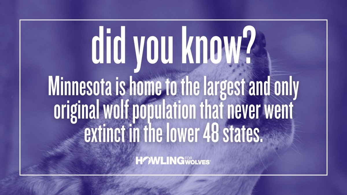 Howling4Wolves's tweet image. As the oldest surviving wolf lineage in the lower 48 states, Minnesota wolves cannot exist on a genetic island. Help #KeepThePacksIntact by taking action today at HowlingForWolves.Org. Wolves cannot afford for us to go backward!