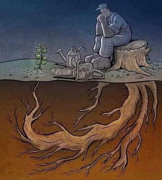 RincnCuriosoo's tweet photo. La naturaleza se resiste a morir🌱🌳 https://t.co/N4bmxzyODv