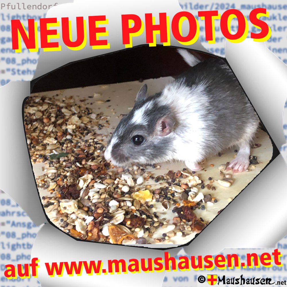 Maushausen's tweet photo. Wo das Futter „versteckt“ ist?
Photos vom #Mittelalterspektakel zu #Pfullendorf auf https://t.co/LFKq9q3XS0 zeigen es
#Mäuseroulette #Mäuseroulett #Maeuseroulette #Gauklermaus #Mäusegaukler #SpielmitderMaus #Mäusespiel #Maushausen #GermanMediaRT #Rennmausfutter #Unwetter https://t.co/DOuvcR8ao4