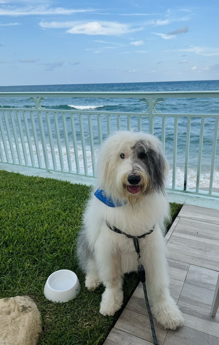 muppet_real's tweet photo. Happy new week, my friends! Hope you have plenty of moments of joy &amp; fun &amp; treats! 😀🐾🦴🩵 I have been enjoying some moments in the sun at my favorite place! Let’s keep up the good vibes! ☀️🌊🌴👙⛱️💛

Thank you again for all of the birthday love! @eaupalmbeach https://t.co/BSg9auqVO5