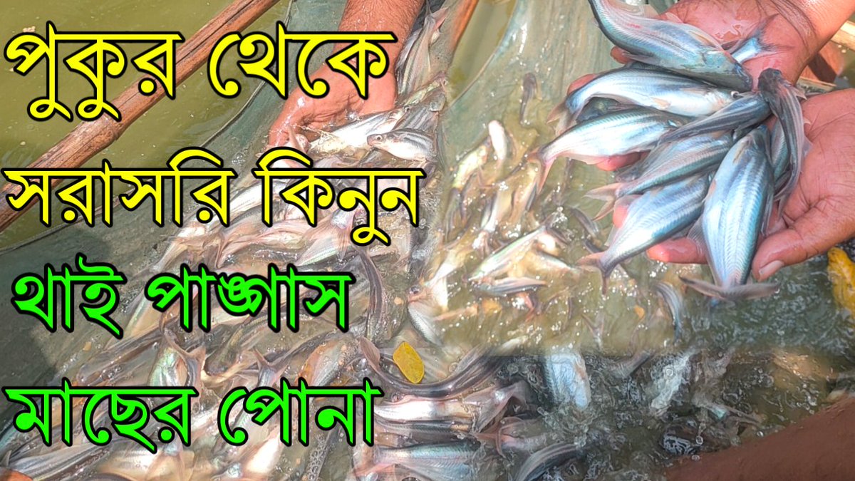 AllFishSellBD11's tweet photo. পুকুর থেকে সরাসরি কিনুন থাই পাঙ্গাস মাছের অরিজিনাল পোনা সীমিতদামে যোগাযোগ জরুন  
https://t.co/4dxUzTWp5S https://t.co/fS9HsTUgMC