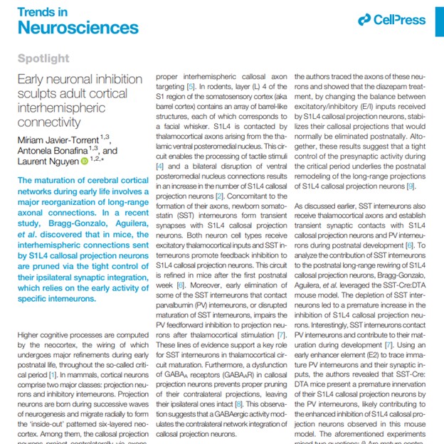 Trends in Neurosciences (@trendsneuro) on Twitter photo 'Early neuronal inhibition sculpts adult cortical interhemispheric connectivity'
'Spotlight' by Míriam Javier-Torrent <a href="/miriam_jt/">Míriam Javier</a>, Antonela Bonafina & Laurent Nguyen <a href="/neuroliege/">Laurent Nguyen</a>
cell.com/trends/neurosc…
discussing Bragg-Gonzalo, Aguilera, et al. <a href="/NietoLab/">MartaNietoLab</a> <a href="/ScienceAdvances/">Science Advances</a> 2024 'Early neuronal inhibition sculpts adult cortical interhemispheric connectivity'
'Spotlight' by Míriam Javier-Torrent <a href="/miriam_jt/">Míriam Javier</a>, Antonela Bonafina & Laurent Nguyen <a href="/neuroliege/">Laurent Nguyen</a>
cell.com/trends/neurosc…
discussing Bragg-Gonzalo, Aguilera, et al. <a href="/NietoLab/">MartaNietoLab</a> <a href="/ScienceAdvances/">Science Advances</a> 2024
