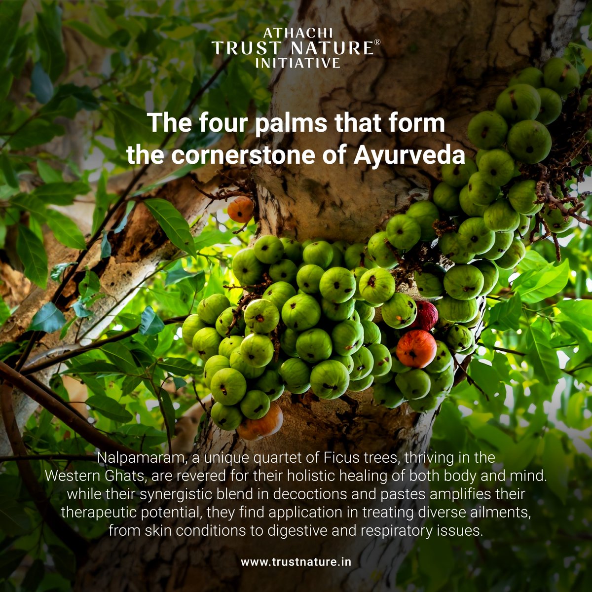 TrustNature_Ini's tweet photo. Nothing compares to the unique medicinal benefits offered by #Nalpamaram, the quartet of #FicusTrees – Ficus racemosa (Athi), Ficus microcarpa (Ithi), Ficus benghalensis (Peral), and Ficus religiosa (Arayal). Carefully grown in the #HerbalGarden of #AthachiFarms #HolisticHealing https://t.co/8Q2uEn8fMj