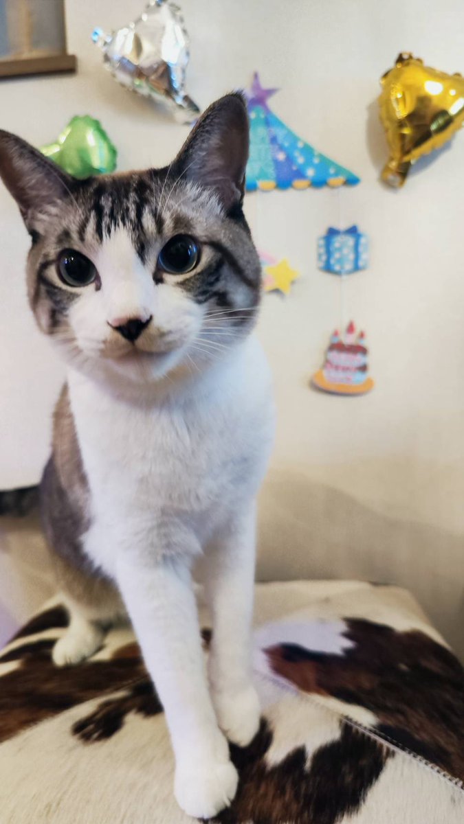 ginjiro_cat's tweet photo. 4歳になりました。これからも日本を背負って皆を癒します🐈‍⬛ https://t.co/5r9TivbhuY