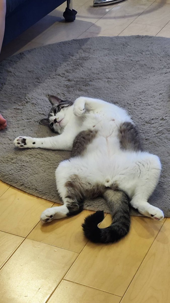 ginjiro_cat's tweet photo. 4歳になりました。これからも日本を背負って皆を癒します🐈‍⬛ https://t.co/5r9TivbhuY