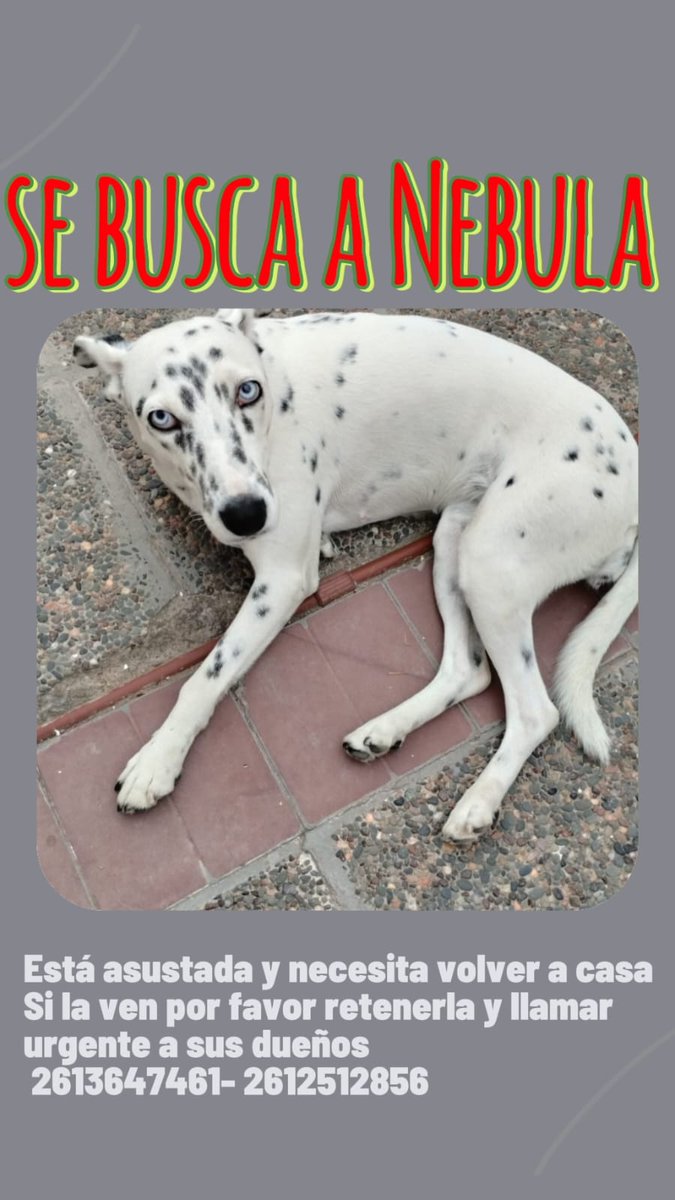 Se dice buen día. Seguimos buscando a Nébula. Está muy asustada. Compartan la info para que vuelva casa
