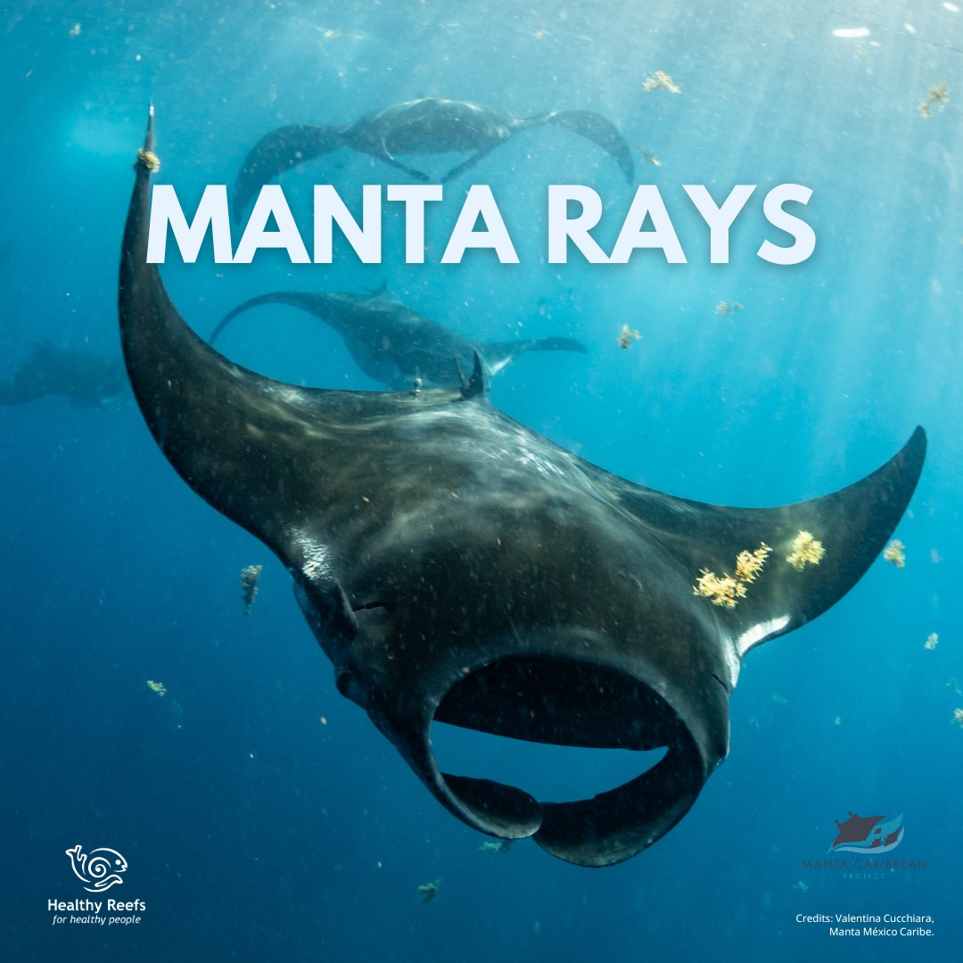 HealthyReefs's tweet photo. Healthy Reefs and Manta Mexico Caribe want you to know more about this incredible species, the #mantarays. Follow us for more information about the #MesoamericanReef and the work we do to safeguard it. https://t.co/tUfYXm8J0s