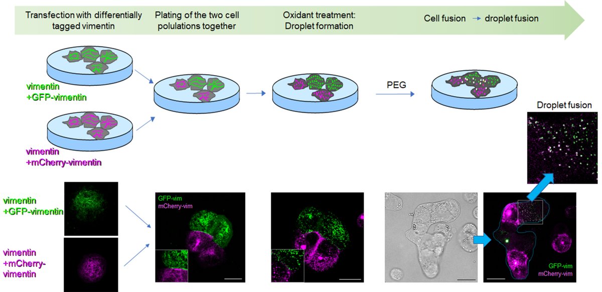 CIB_CSIC's tweet photo. #CIBpapers
A study published in Redox Biology by the group led by Dr. Pérez-Sala at @CIB_CSIC demonstrated the mechanism of remodeling vimentin filaments into biomolecular condensates, providing evidence of its regulated phase separation.
More info ➡️https://t.co/dwmHuBs3w0 https://t.co/IeQcVn9vNx