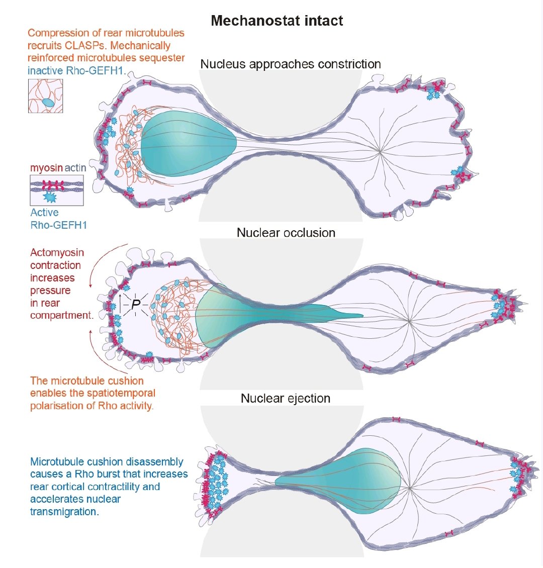 Alexis Lomakin, Ph.D. (אל) אַלעקסיס לאָמאַקין (@alexis_lomakin) on Twitter photo 2) by adding microtubules & associated molecular factors as a mechanostat, enabling cell movement and ensuring survival in mechanically restrictive niches. Happy to have contributed to this wonderful story by <a href="/SamStehbens/">A/Prof Samantha Stehbens PhD</a> & Co in <a href="/NatureCellBio/">Nature Cell Biology</a>! Huge congrats to all involved🥳!! 2) by adding microtubules & associated molecular factors as a mechanostat, enabling cell movement and ensuring survival in mechanically restrictive niches. Happy to have contributed to this wonderful story by <a href="/SamStehbens/">A/Prof Samantha Stehbens PhD</a> & Co in <a href="/NatureCellBio/">Nature Cell Biology</a>! Huge congrats to all involved🥳!!
