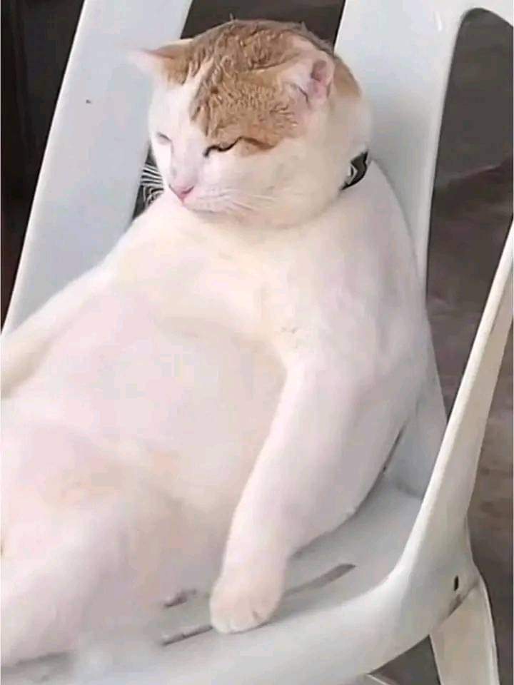 kittykittene's tweet photo. Time to relax 😸😸😸
#cats 
#Caturday 
#CatsLover 
#Catfish 
#CatholicTwitter 
#catnappoppyplaytime https://t.co/rMrV1zmlKw