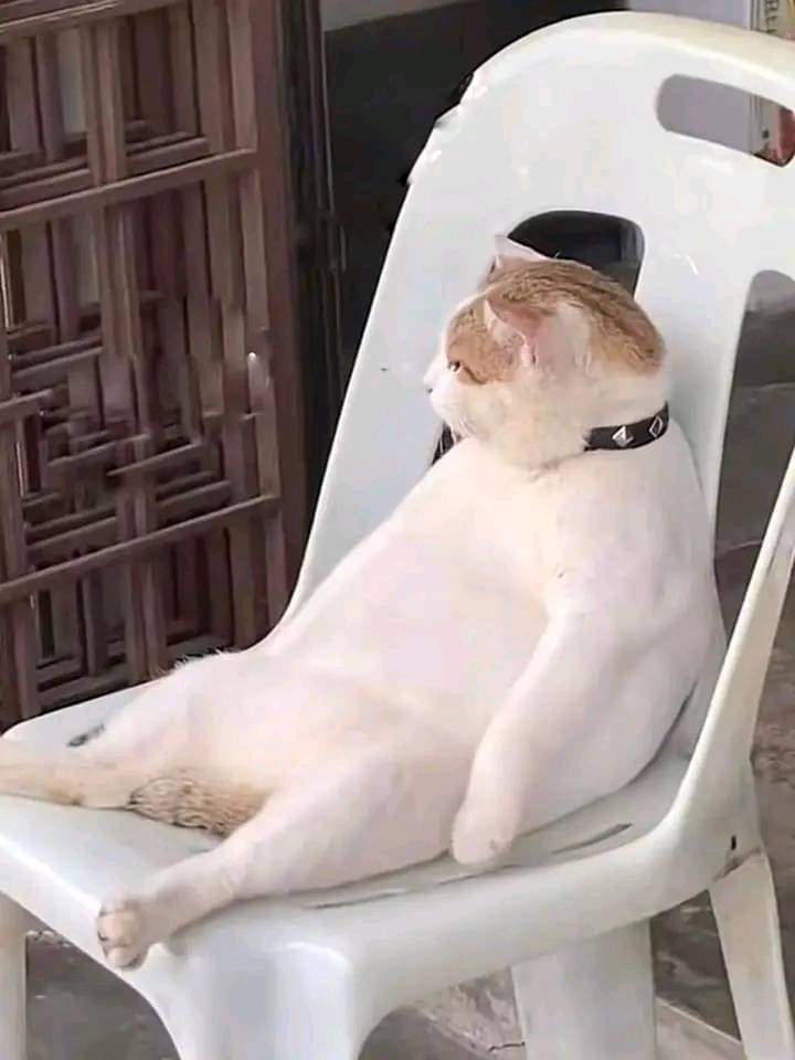 kittykittene's tweet photo. Time to relax 😸😸😸
#cats 
#Caturday 
#CatsLover 
#Catfish 
#CatholicTwitter 
#catnappoppyplaytime https://t.co/rMrV1zmlKw