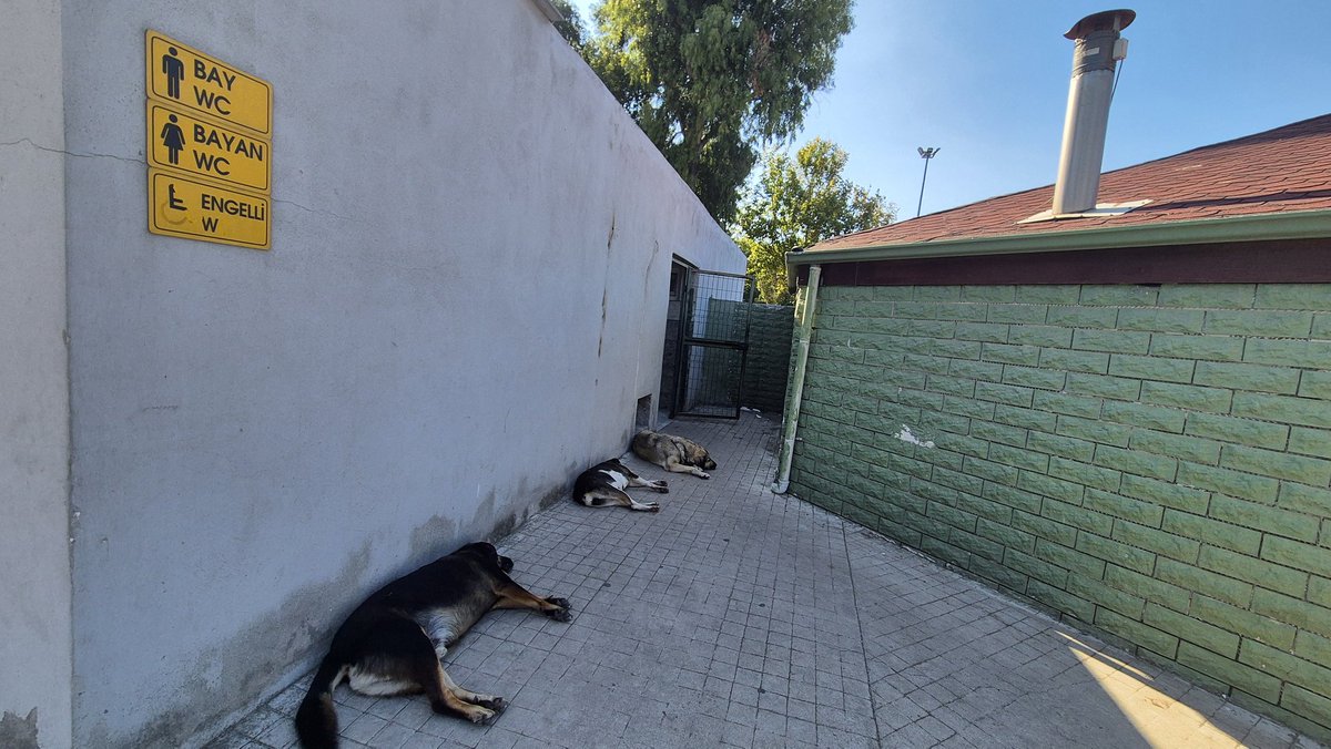 iMisirlioglu's tweet photo. Samsun'da belediyenin işlettiği bir çay bahçesinin WC giriş kapısı önü. 
33 derece sıcaklıktan sıkılan üç #köpek gölgesinden faydalanmak için kapının önüne uzanmış vaziyette yatıyor. Üçü de birbirinden iri. 
Altına kaçırmadan içeri girene olimpiyat madalyası takılacak bir sahne. https://t.co/z9AXAjN8x4