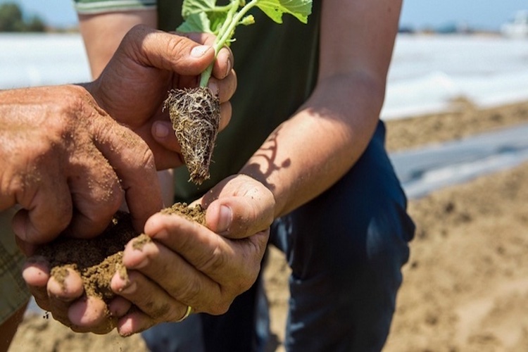 BASF/Nunhems collaborate with Plant Products to bring seeds to the controlled environment agriculture (CEA)  market. Plant Products is now the distribution partner of Nunhems greenhouse tomato and cucumber seeds. <a href="/Plant_Products/">Plant Products</a> @Nunhems
thegrower.org/news/basfnunhe…