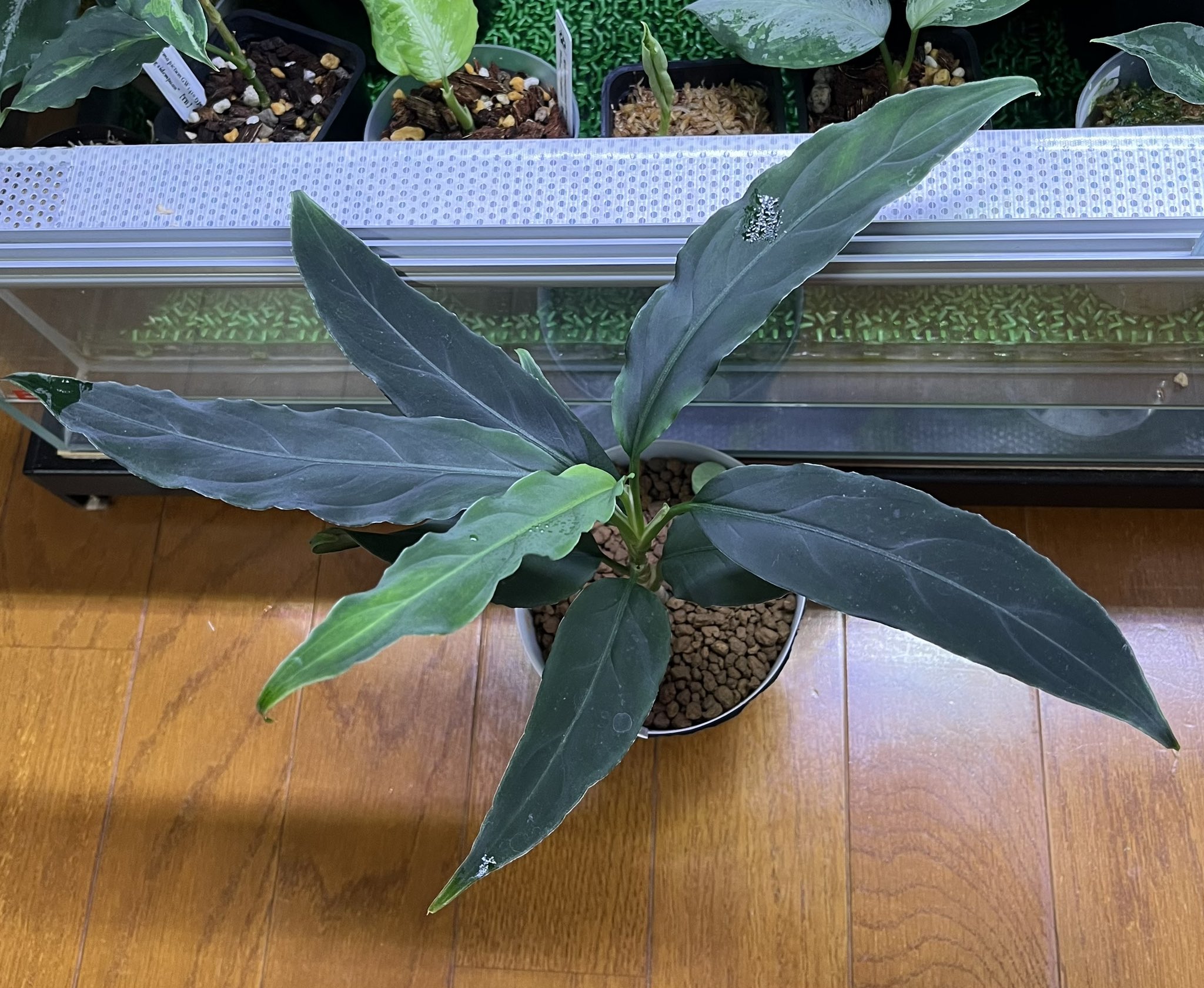 アグラオネマ TB便 緑3色