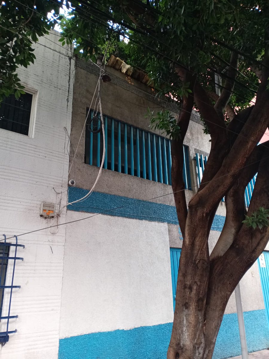 hectorvj76's tweet photo. @MHcesac quiero reportar estos arboles a punto de caer, tiene mucho follaje y las raices ya levantaron las banquetas. Calle Lago Constanza No.99 entre lago Bolsena y Lago Trasimeno col. Lago Norte. @telediario https://t.co/Sw4EW2XGY7