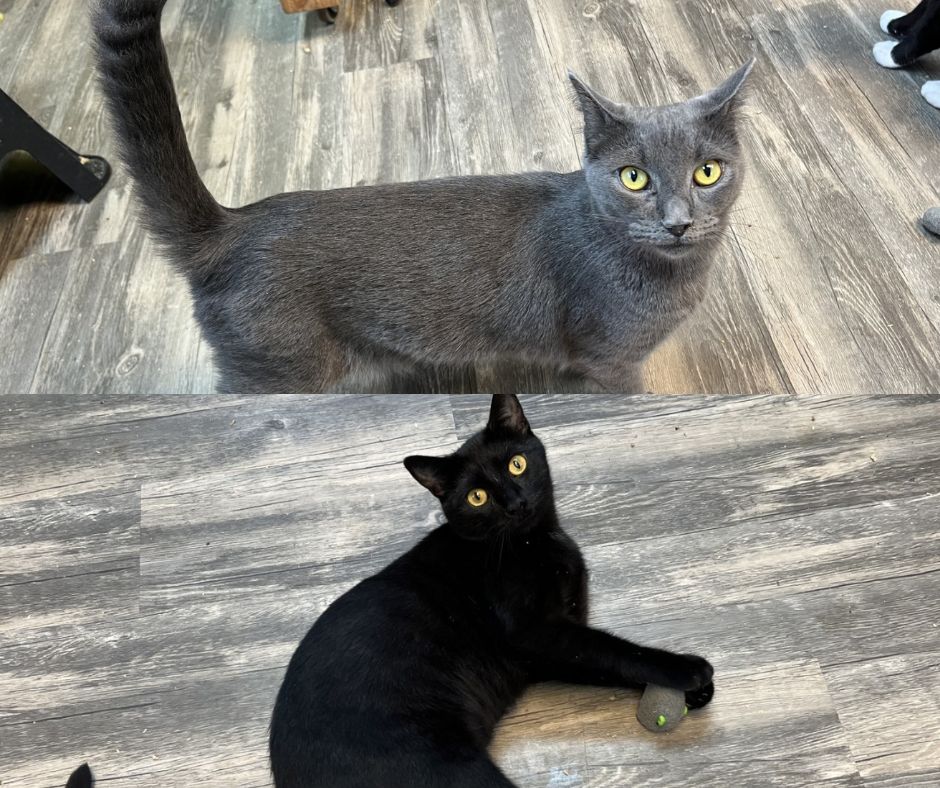 Check out our pets of the week for this week, Guiness, Serafina, Isabella, and Waylan! Read all about them here:
cortacatoday.com/news/258852-pe…