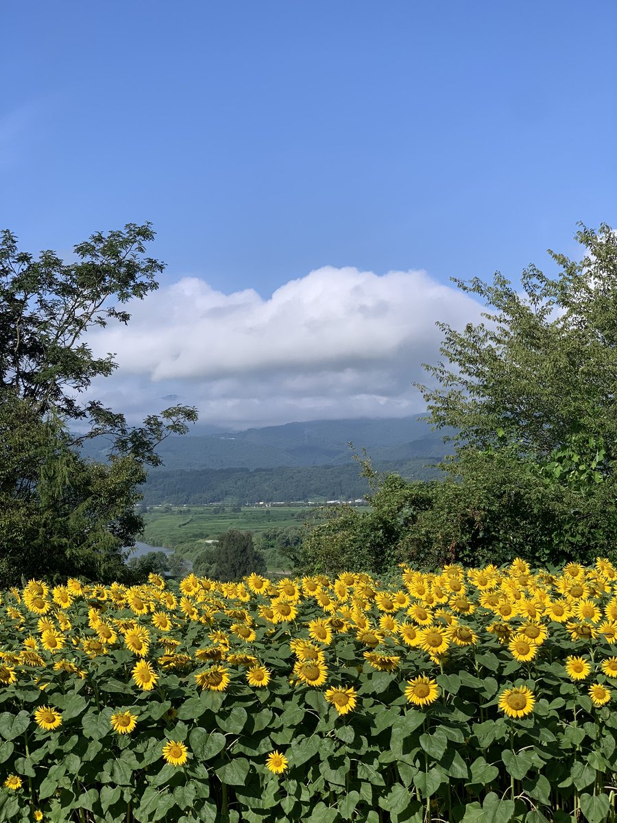 ShinshuOpera's tweet photo. 公演の以外のお知らせです、、、

飯山市の菜の花公演は、今はヒマワリ一杯です！🌻🌻🌻

#飯山　#菜の花公園 https://t.co/zhg3wu6iCe