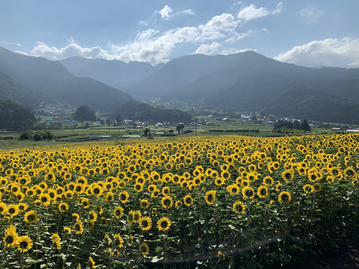 ShinshuOpera's tweet photo. 公演の以外のお知らせです、、、

飯山市の菜の花公演は、今はヒマワリ一杯です！🌻🌻🌻

#飯山　#菜の花公園 https://t.co/zhg3wu6iCe