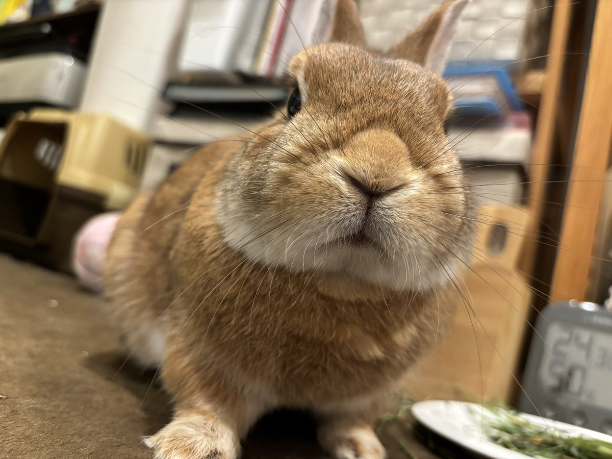 【お願い】関西、特に大阪にお住まいのうさ飼いさん、おすすめの動物病院ありましたら教えてください。
飼い主都合で移住の可能性出てきまして、参考にさせていただきたく💦

🐰よろしくお願いします！