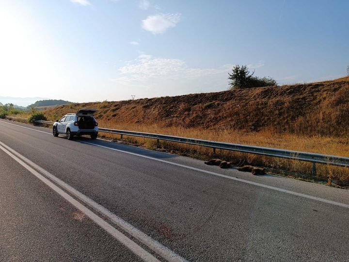 Two bear cubs found dead on Florina-Kozani highway

amna.gr/en/article/842…

📷 <a href="/arcturosngo/">ΑΡΚΤΟΥΡΟΣ - ARCTUROS</a>