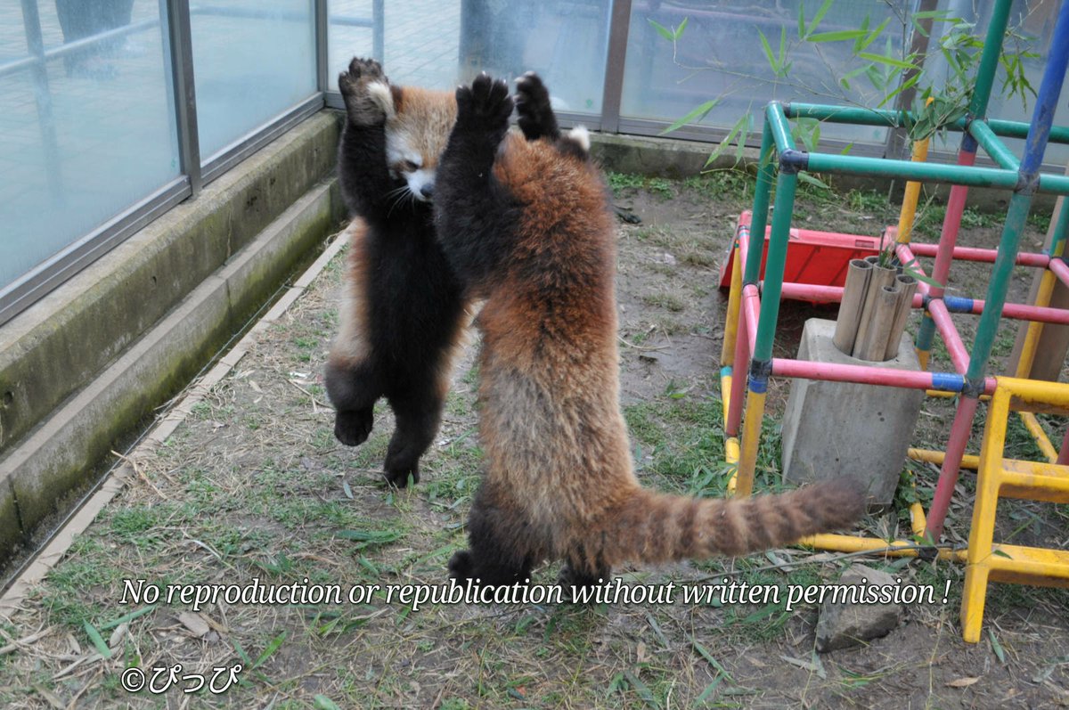 CurledTails's tweet photo. 「IKAKU」で有名になってしまったポーズですが飼育下では威嚇よりも遊びへのお誘いでやることの方が多いんです。
（野生下でもやります）

勿論、驚いた時や威嚇で行う場合もありますが…
個人的にケースに関係なく「威嚇、威嚇」と評されるのが好きになれません😓 https://t.co/0LwcnLdOUA