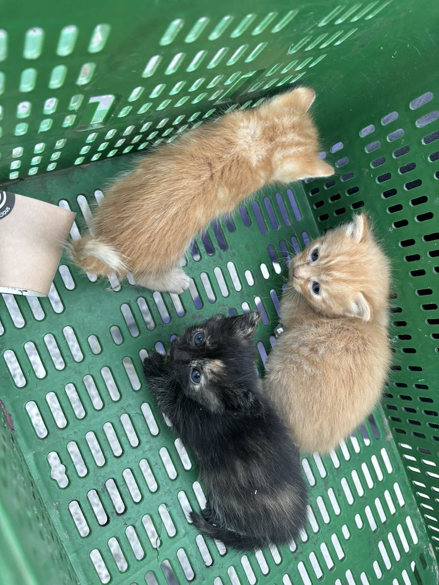 Estos pequeños están en la calle y necesitan un hogar, no te arrepentirás de adoptar uno, dos o los tres 😀 Si estás interesadx no dudes en escribirme. Compartir por favor
#granada #adopta
