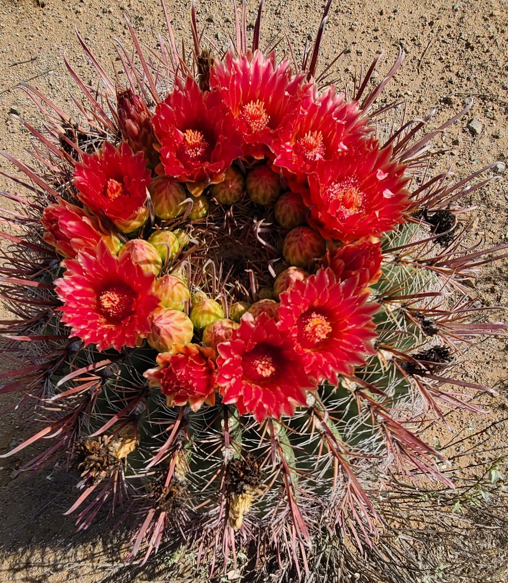 SWDesertLiving's tweet photo. This is the time of year the barrel cactus shine. #Desert #Cactus #sonorandesert #flowerphotography #Flowers #cactusflowers #Tucson #ExploreWest #arizonadesert #southwestusa #desertliving #barrelcactus #arizonadesert #visittucson #barrelcactusflower #barrelcactusbloom https://t.co/R28fIPZ3Lk