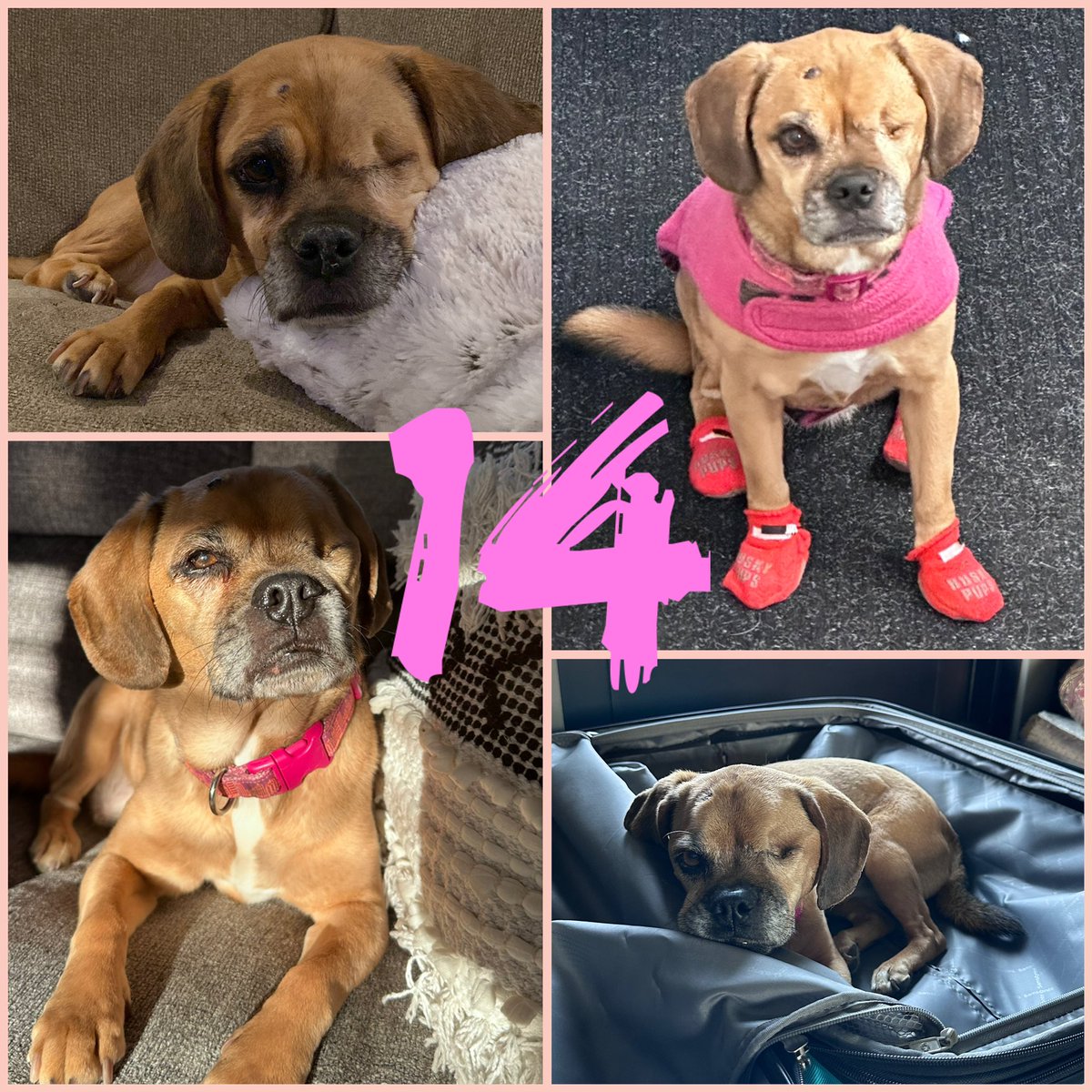 DeniseMStroeder's tweet image. Our little love bug Cricket turns the big 14 today! The best dog and companion we could’ve ever asked for. She makes our world a better place and her snuggles seem to make everything better no matter what. @TCBFHQ #puggle