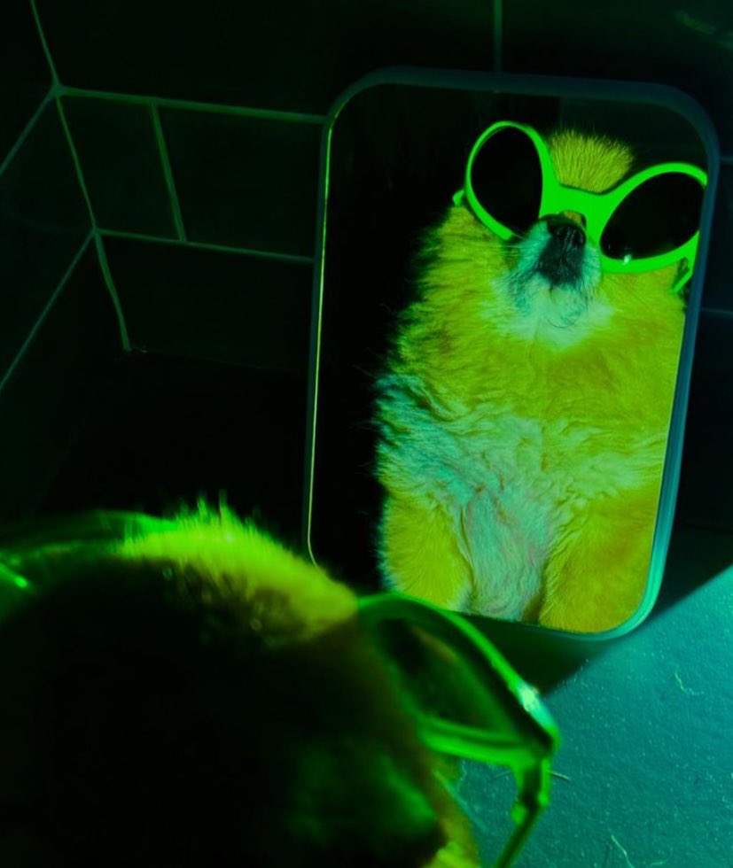 twaniimals's tweet image. 👽