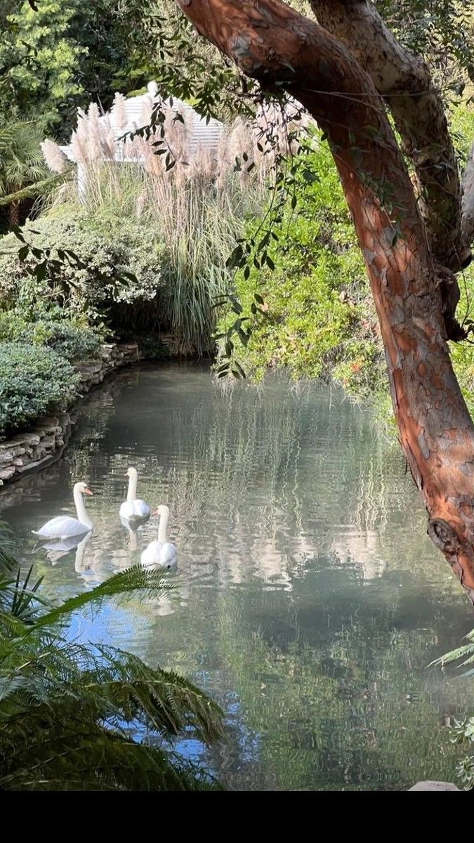 fairyprxncess's tweet image. swan lake