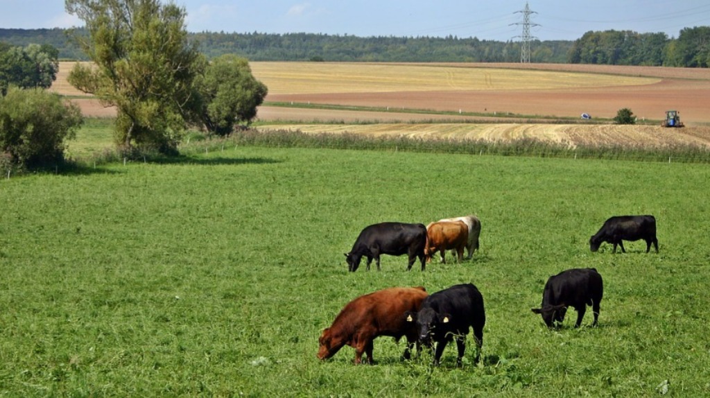 UFMT's tweet photo. 🐂 Estudos sobre nutrição animal são premiados pela SBZ https://t.co/RsPzxEw6Mb
