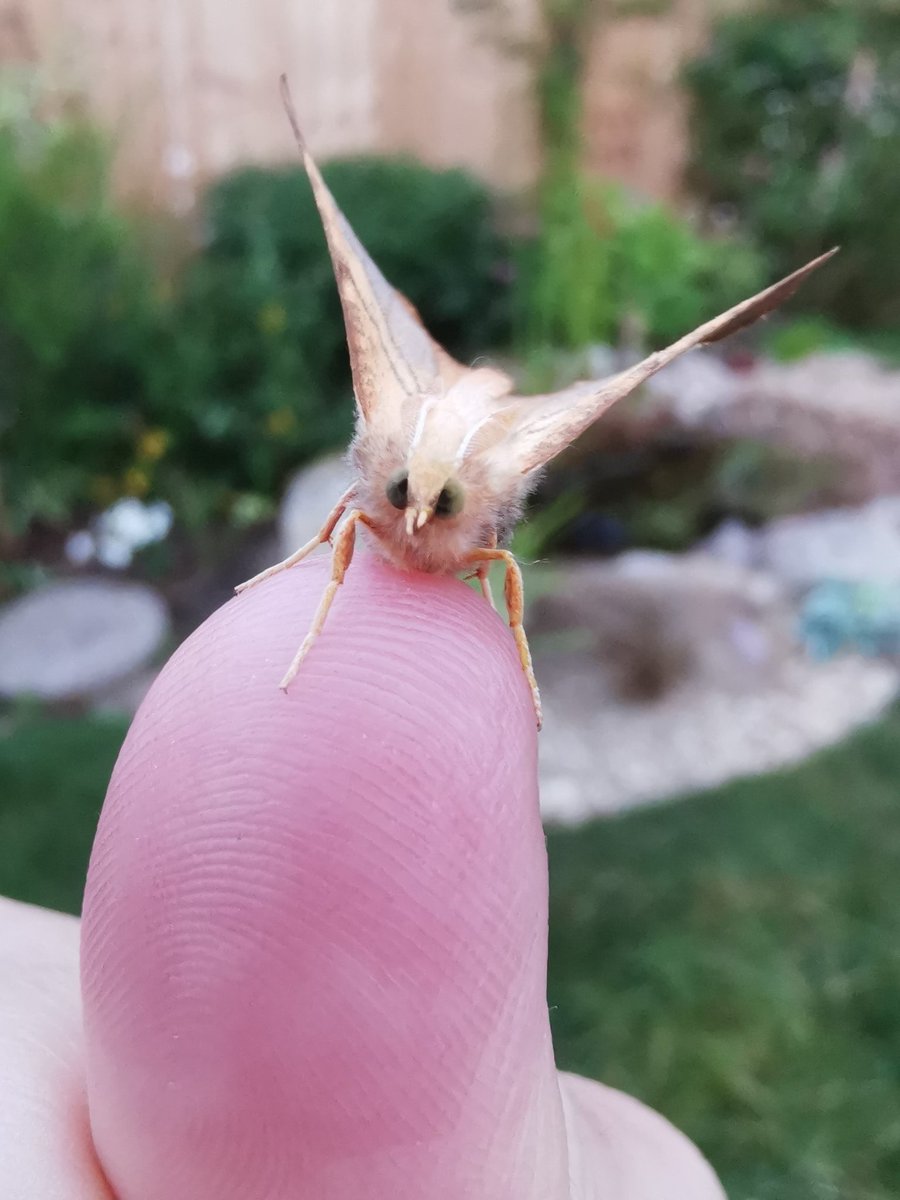 ACairnswood's tweet photo. Lifer Dusky Thorn before heading to Spurn on Saturday morning! #mothsmatter #VC63 https://t.co/zkMOLGeSx9