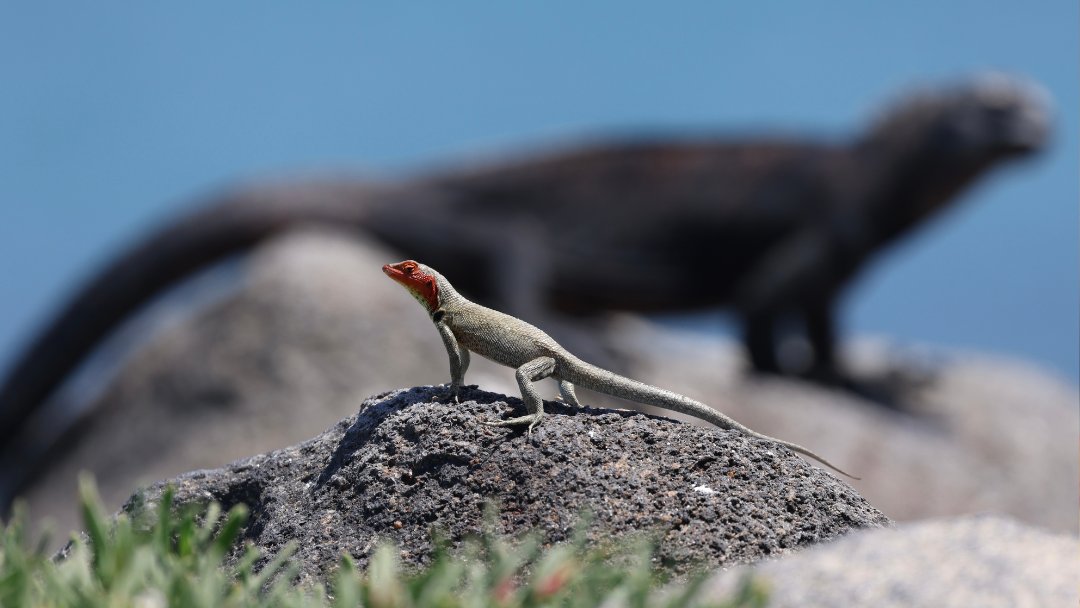 Our 2024 raffle is open!

By entering this raffle, you not only have a chance of winning a four-day cruise around the Galapagos Islands - every ticket you buy will support conservation happening right now in the Archipelago: tinyurl.com/GalapagosRaffle

📷 ©️ Kasper Berg