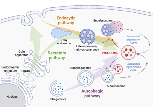 JCellBiol's tweet photo. The endolysosomal system in conventional and unconventional protein #secretion. A Perspective by Eloïse Néel, Marioara Chiritoiu-Butnaru, Julien Villeneuve et al. @IGF_Montpellier https://t.co/HFAhGvWVze
#trafficking #endosomes #lysosomes https://t.co/co5jhZIC2P