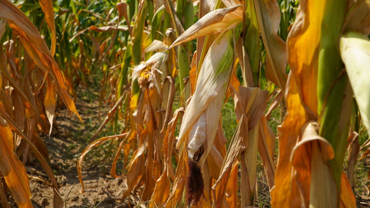 Etheridge: Crop Insurance Can Help, But Not Replace Crop Losses
sfntoday.com/2024/08/19/eth…