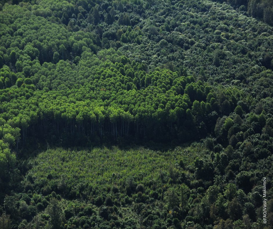 📢Forests and trees are key to maintaining resilient production systems, communities and ecosystems. 

📢Crucially, they are vital to our water supply and provide high quality water resources.