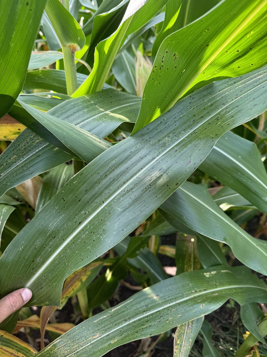 April planted W7870 McLean county. 7oz veltyma at R1. Wish I would have pushed 10oz on this customer. High rates and 2apps probably going to pay again here in 2024 even with low market prices. <a href="/WyffelsHybrids/">Wyffels Hybrids</a> <a href="/BASFAgProducts/">BASF AgSolutions US</a>