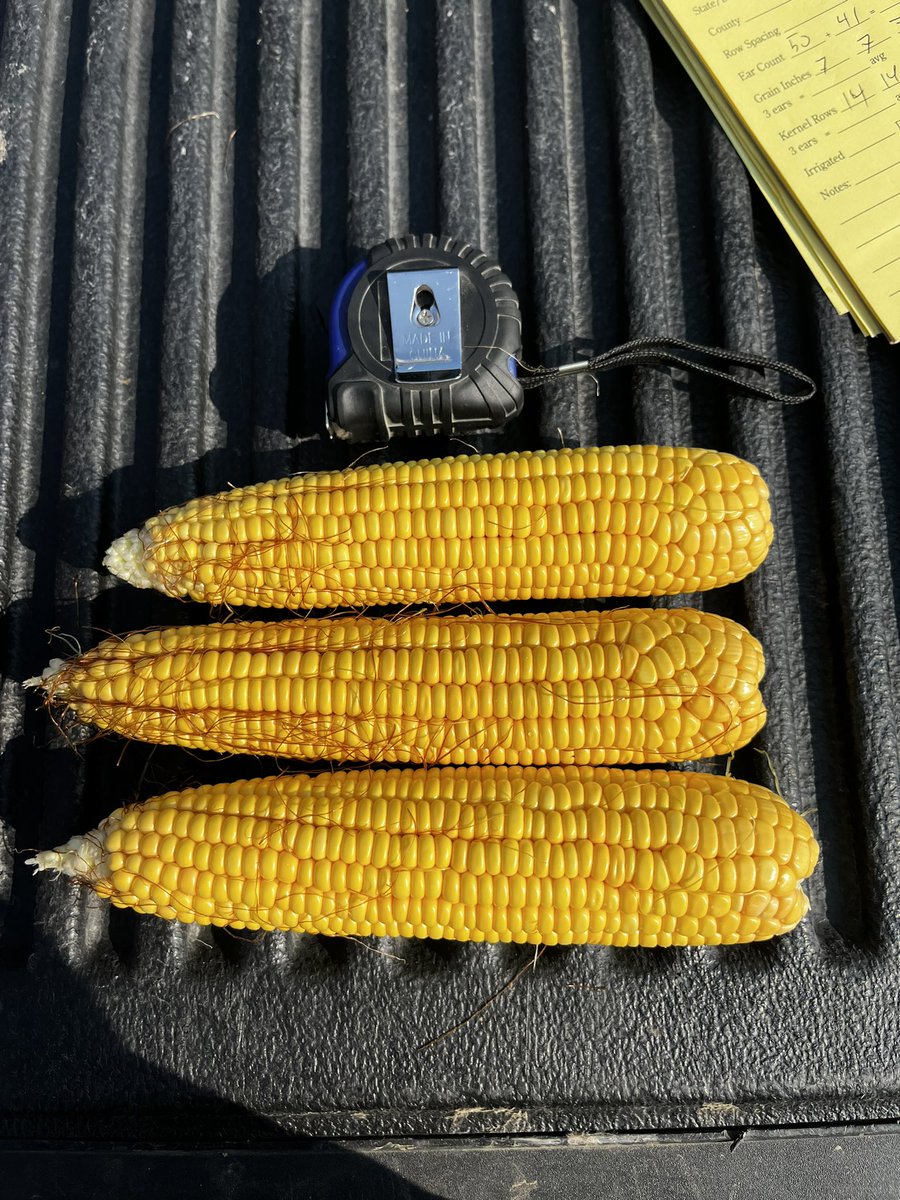Clay Co SD. Some pretty big skips out there. Looks like too much rain early. 141.6 #pftour24