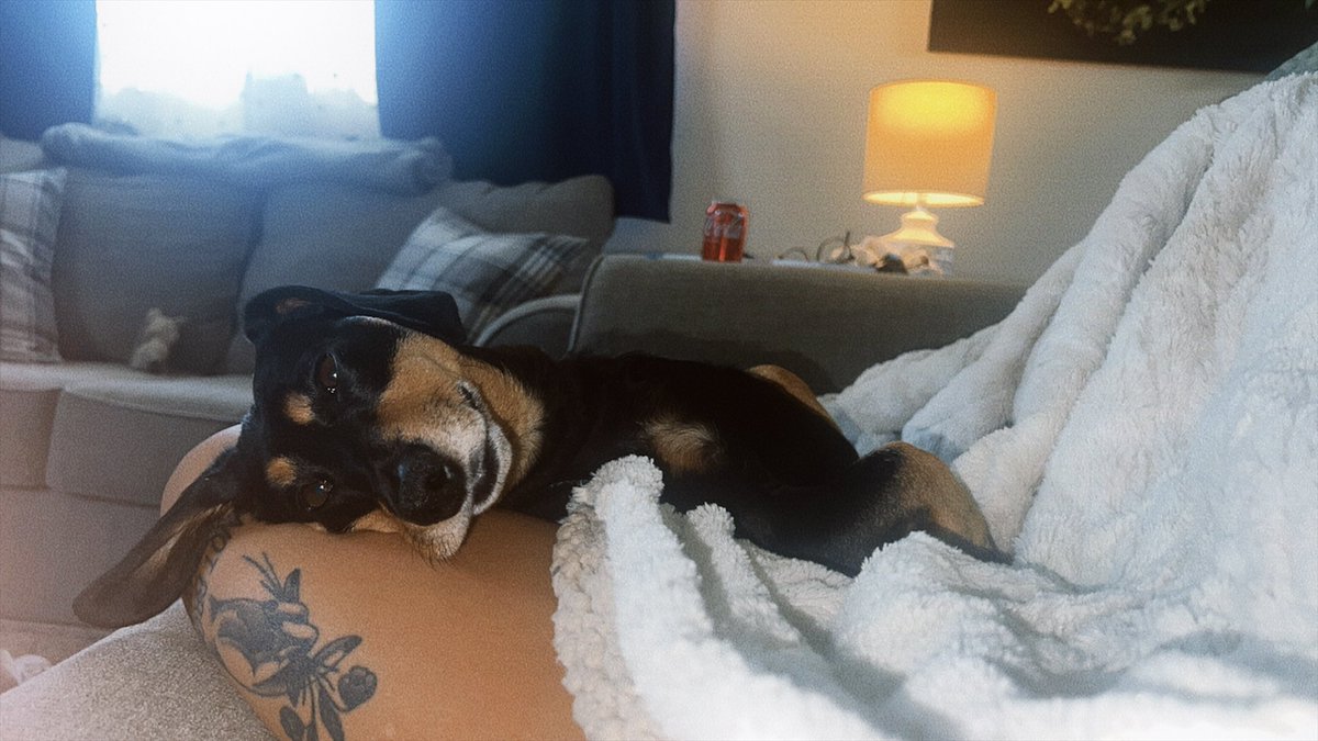 ashtond_clark's tweet photo. 6 years of mr. finn
happy birthday stink 🦴🐶🐾🌭🤍 https://t.co/aYTTQmwwSg