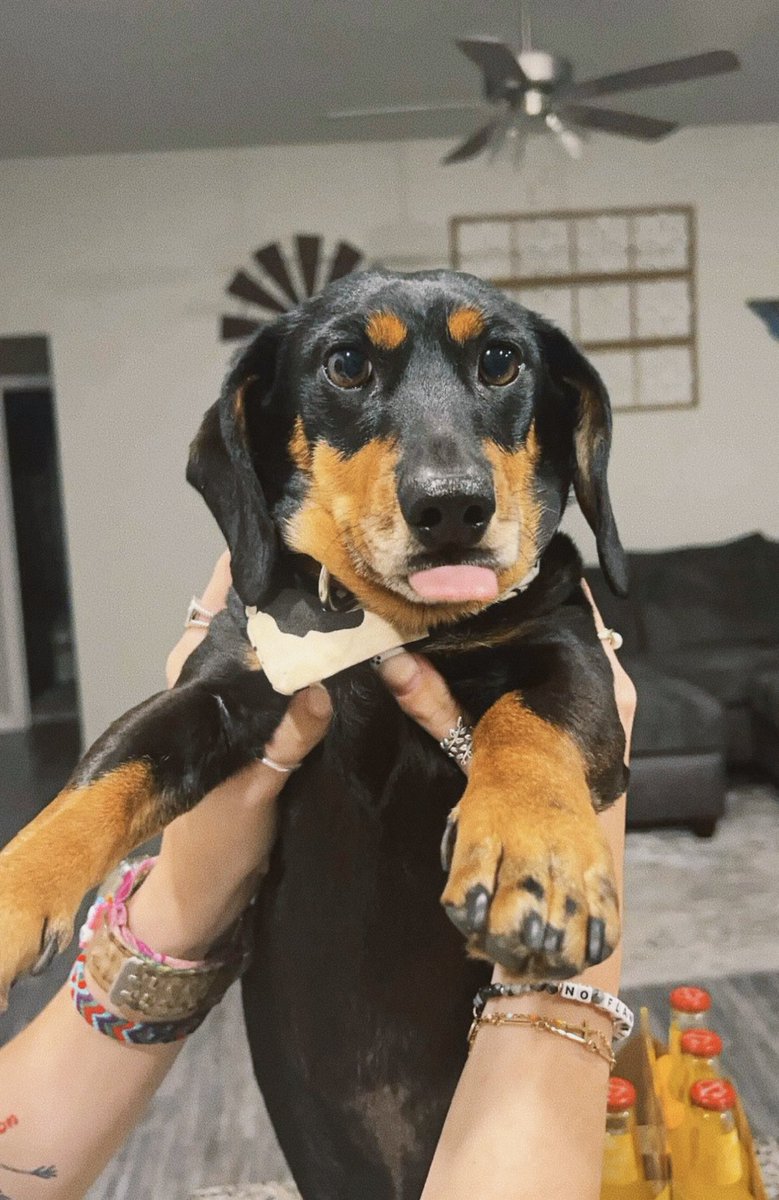 ashtond_clark's tweet photo. 6 years of mr. finn
happy birthday stink 🦴🐶🐾🌭🤍 https://t.co/aYTTQmwwSg
