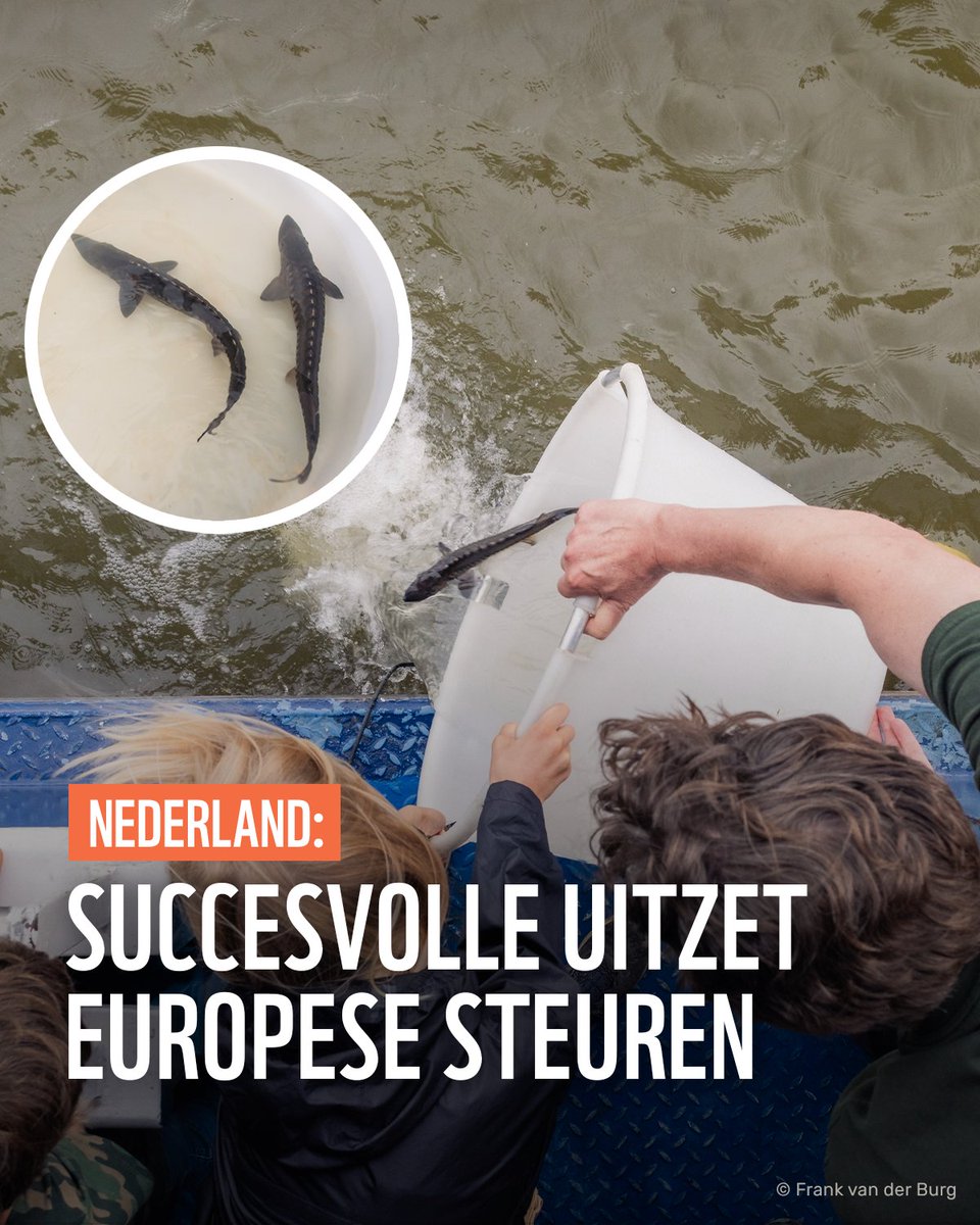 Vorige week zijn dertig jonge Europese steuren in de Waal uitgezet bij de Gelderse Millingerwaard en nog eens 220 exemplaren verder stroomafwaarts!

Lees meer: wwf.nl/wat-we-doen/ac…