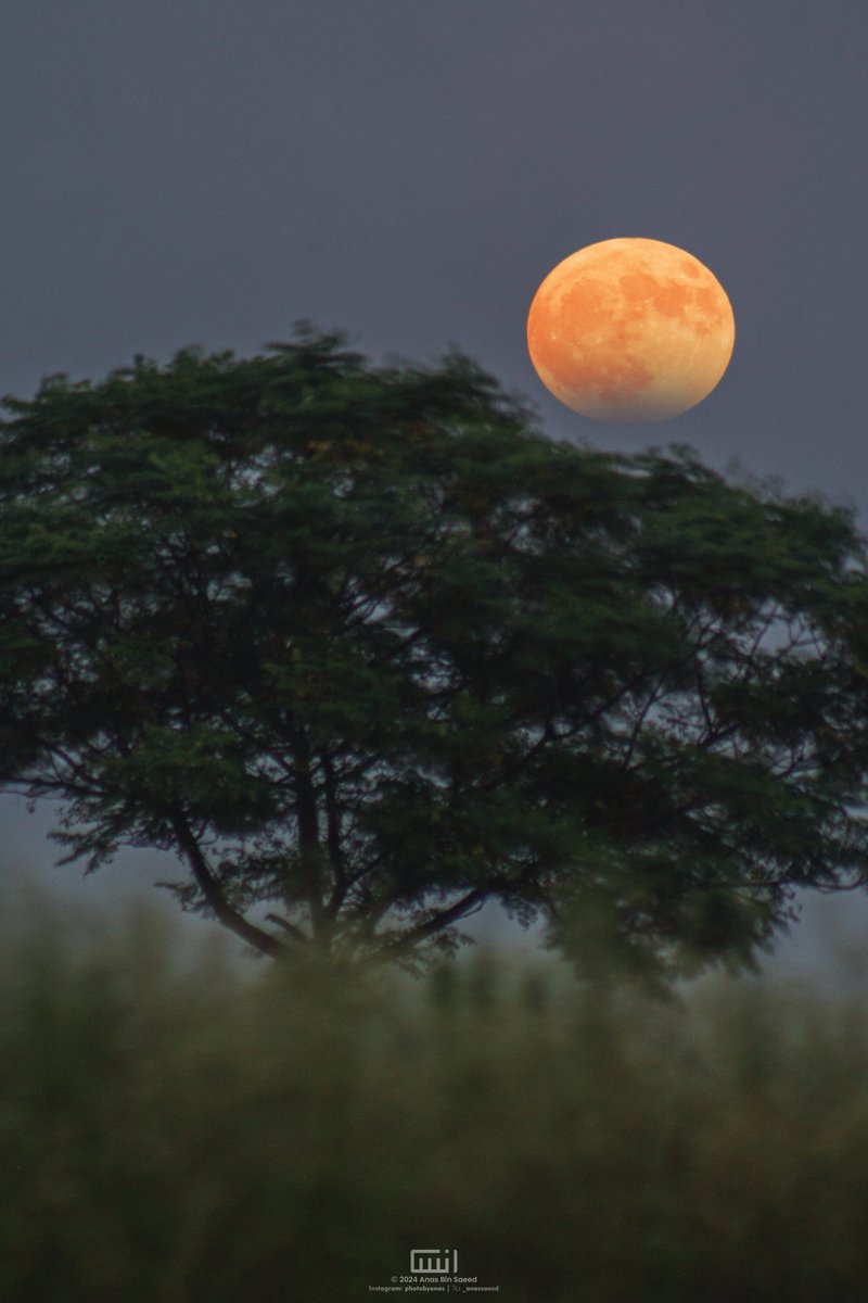 _anassaeed's tweet image. The Rise of Super Sturgeon Moon 2024