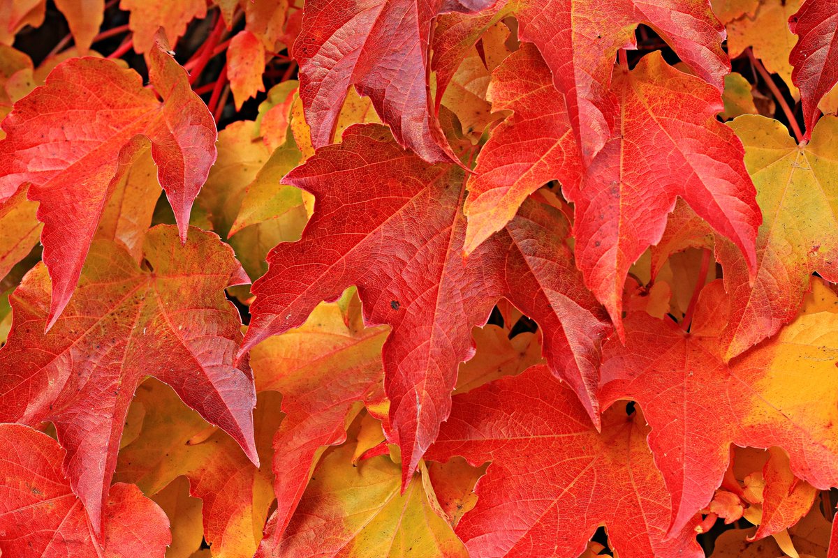 FALL SESSION REGISTRATION IS OPEN! We have over 300 classes to choose from... there is something for everyone! Go online boiselearns.org or call us at 208-854-4047.  Never Stop Learning!