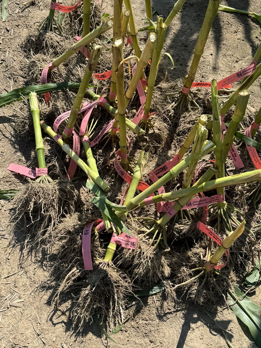 More roots! Pulling from Washington county today to see how environment influences these phenotypes. We expect overall root size to differ site to site, but will the hybrids phenotype the same architecture relative to each other from site to site? Will know in a few weeks!